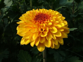 DSCF4429