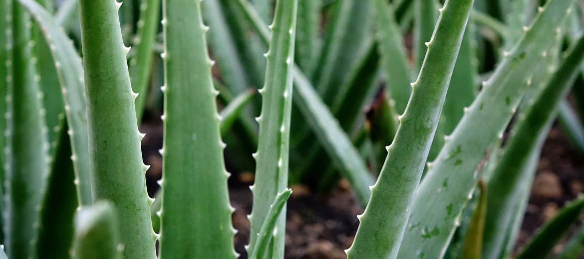 Aloe vera, pianta miracolosa