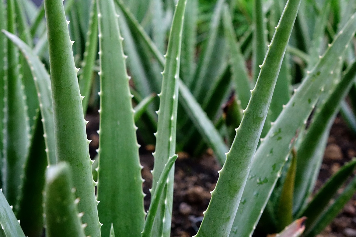 Aloe vera, pianta miracolosa